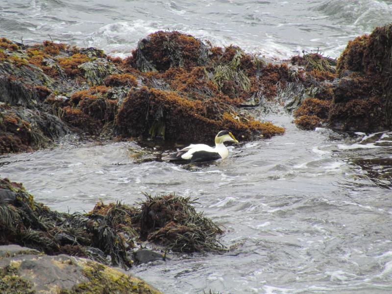 #bird-column, #JeffandAllison, #boothbayregister, #birds, #commoneider